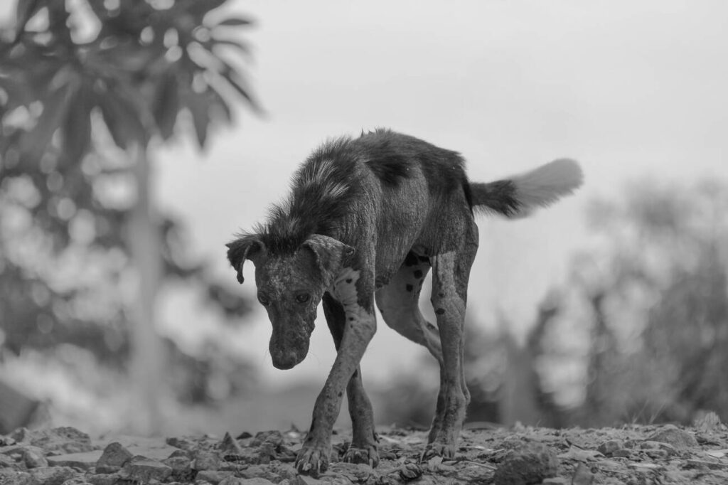 निकायों में हर वार्ड में कुत्तों के लिए बनेगा भोजन स्थल, गोद लेने की व्यवस्था भी शुरू